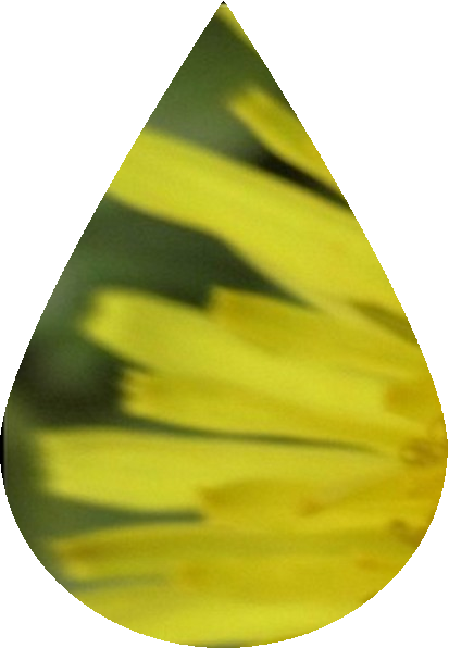 goutte_26