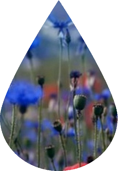 goutte_27