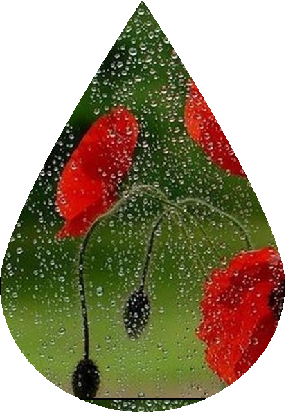 goutte_29